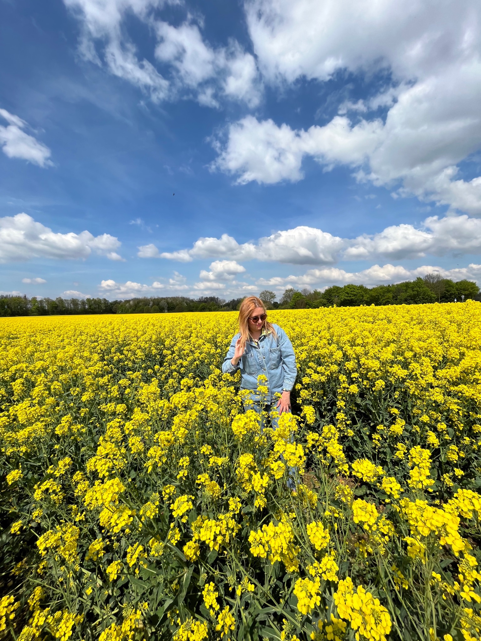 Rapeseed field